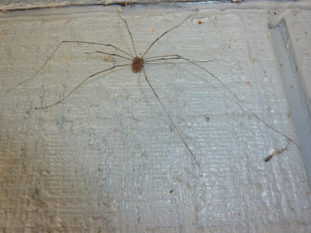 Free stock photo of Grandaddy Spider