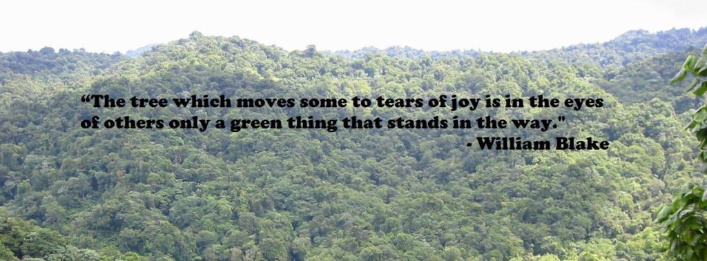 International Day of Forests Quotes World Forestry Day Slogan
