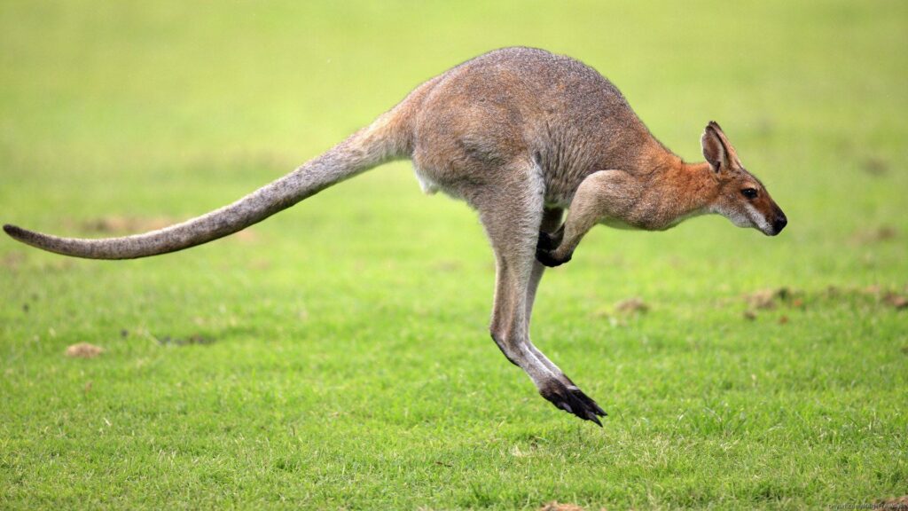 Best Photos Kangaroo 2K Widescreen Wallpapers