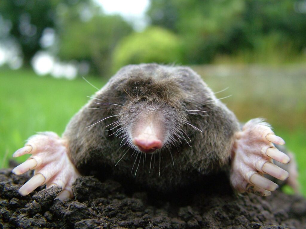 Mole Wallpapers