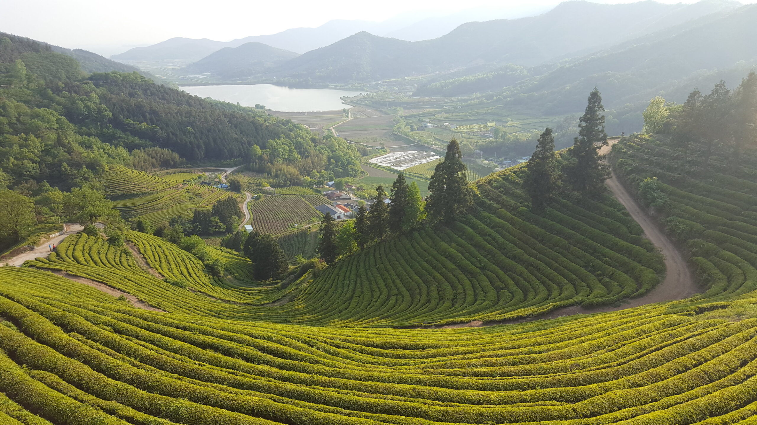 Stunning Pictures of South Korea’s Tea Plantations