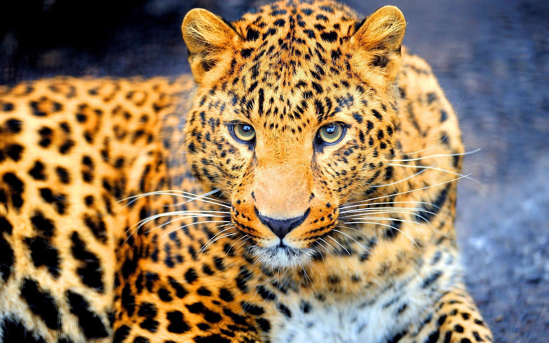 Dangerous jaguar Wallpapers