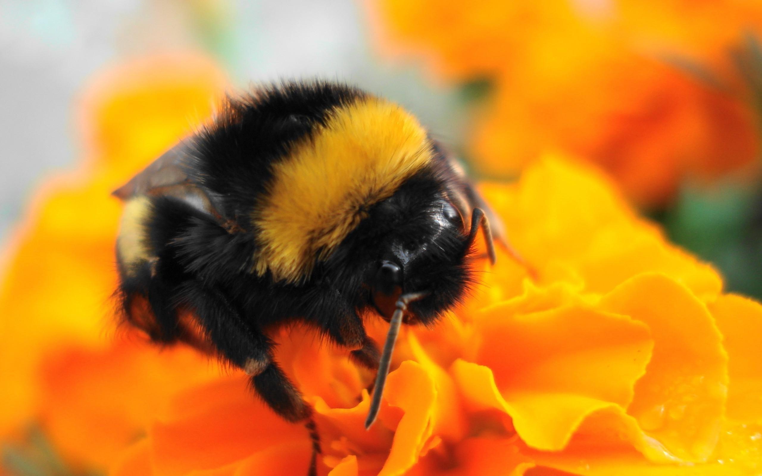 Pics For – Bumble Bee Insect Wallpapers