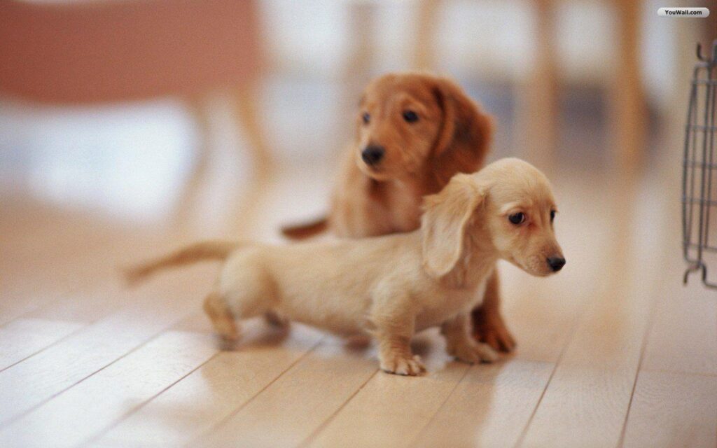 Puppies Wallpapers