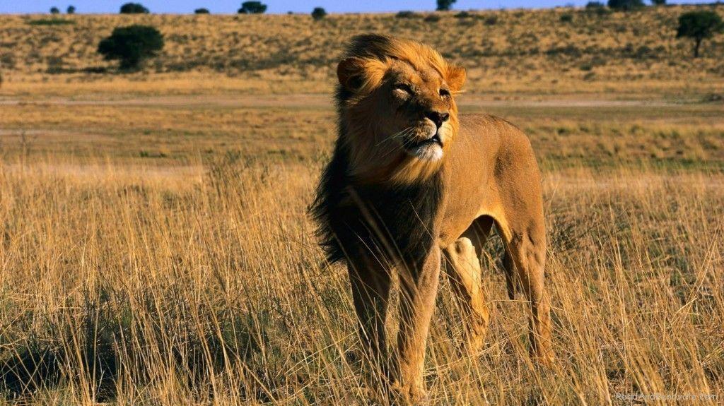Latest Lion King Male Africa Animal Cat Wallpapers Desktopaper