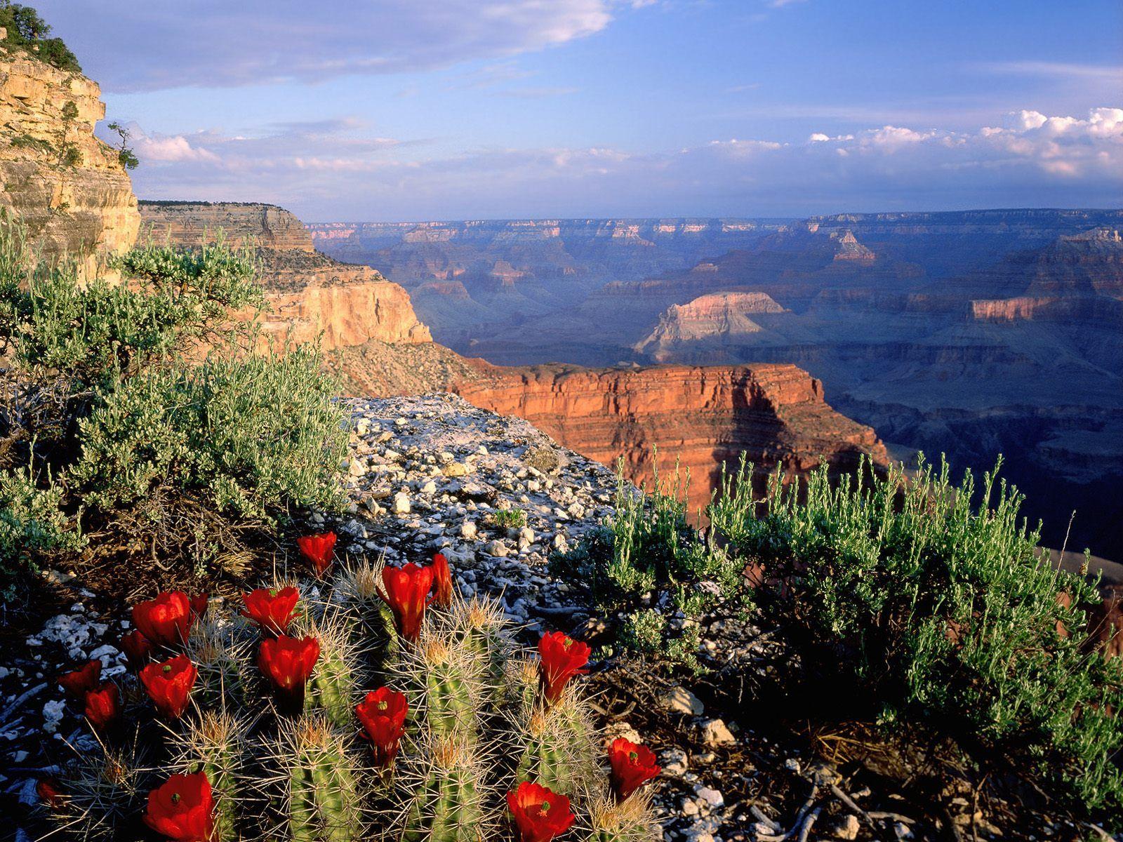 Claret Cup Cactus, Grand Canyon National Park, A