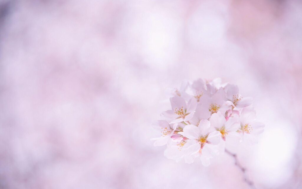 Flower Wallpapers Cherry Sakura Flowers