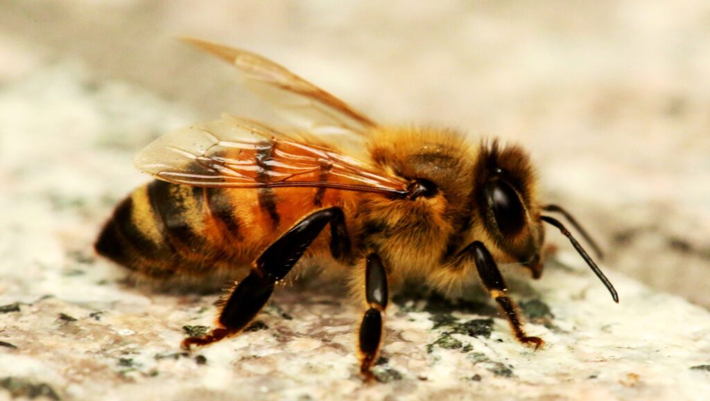 Honey Bee 2K Wallpapers