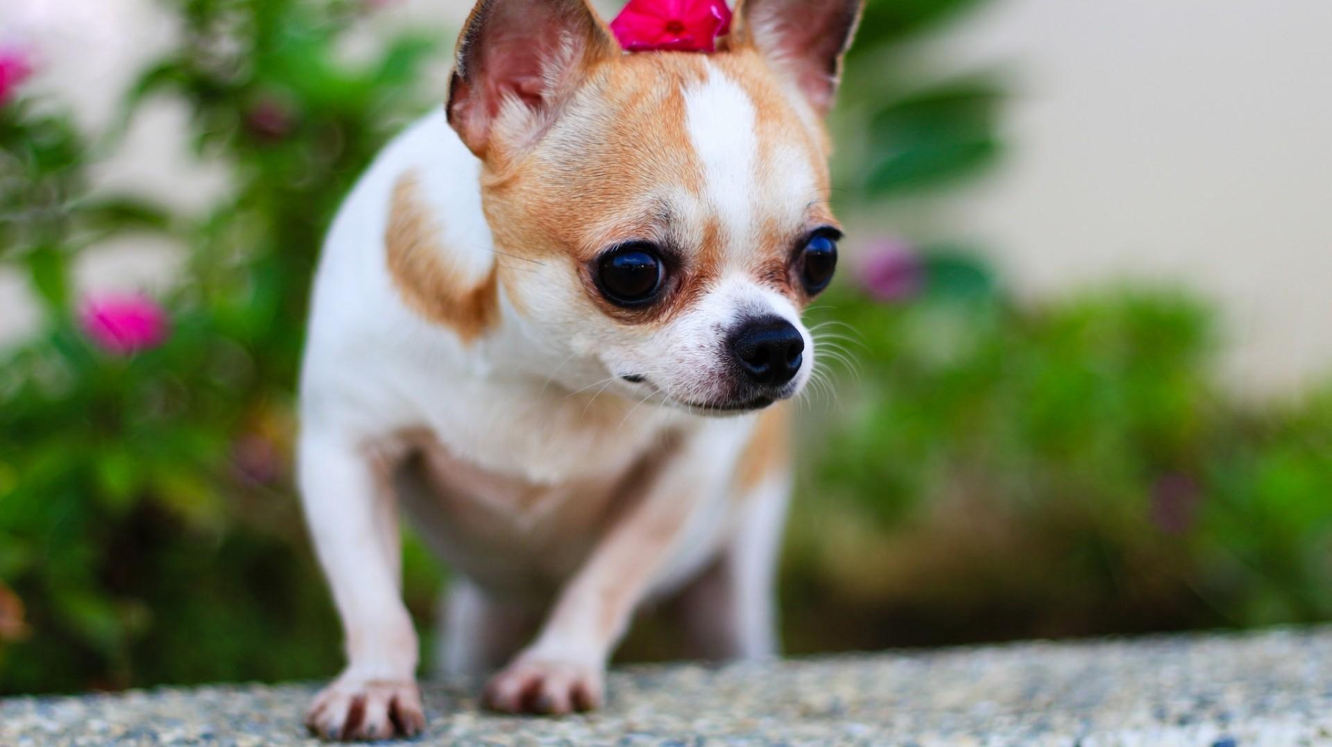 Download Chihuahua, Small Dogs, Blur Wallpapers