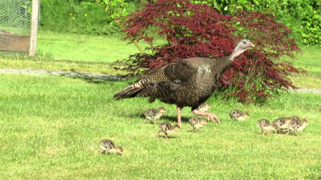 Turkey Bird Desk 4K Wallpapers