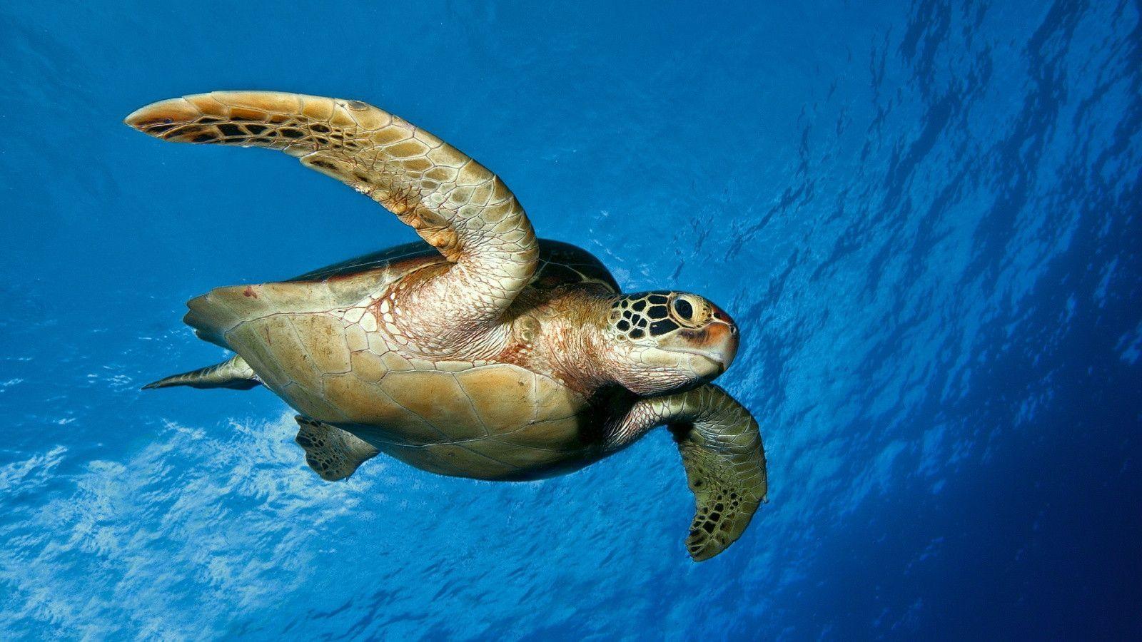 Turtle backgrounds Wallpapers