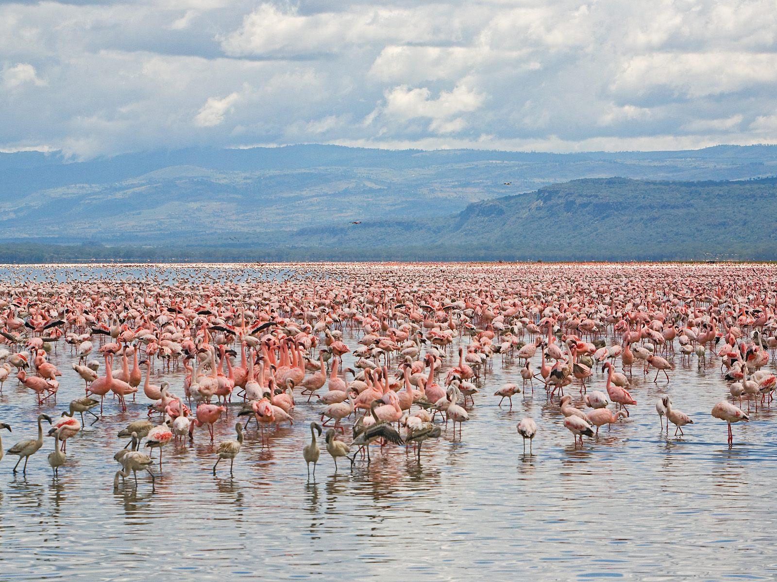 Lesser and Greater Flamingos, Lake Nakuru National Park, Kenya