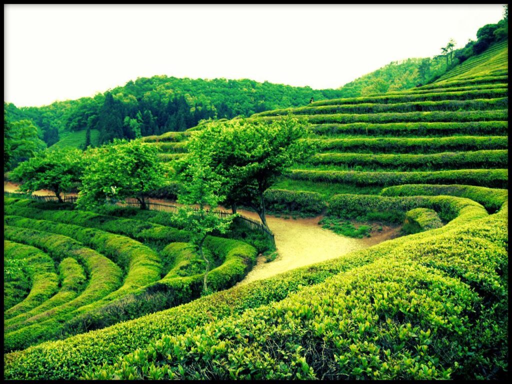 Will Travel for Tea Boseong, South Korea