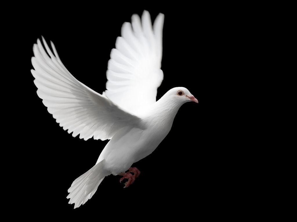 White Dove Wallpapers Animal