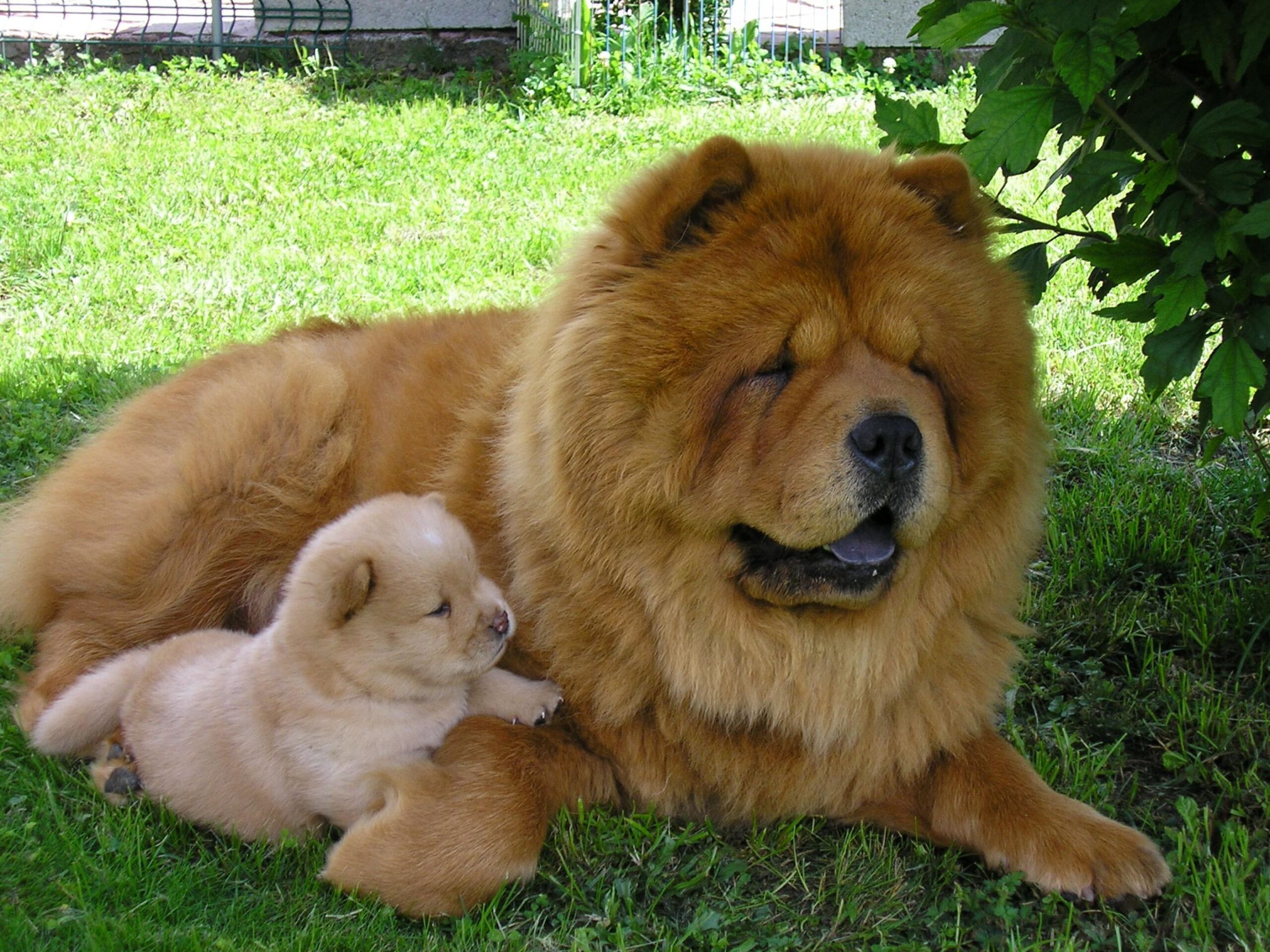 Chow Chow Wallpapers High Resolution