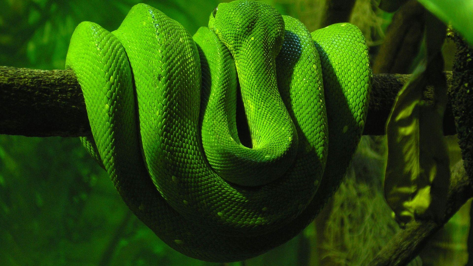 Amazing Green Anaconda 2K Wallpapers
