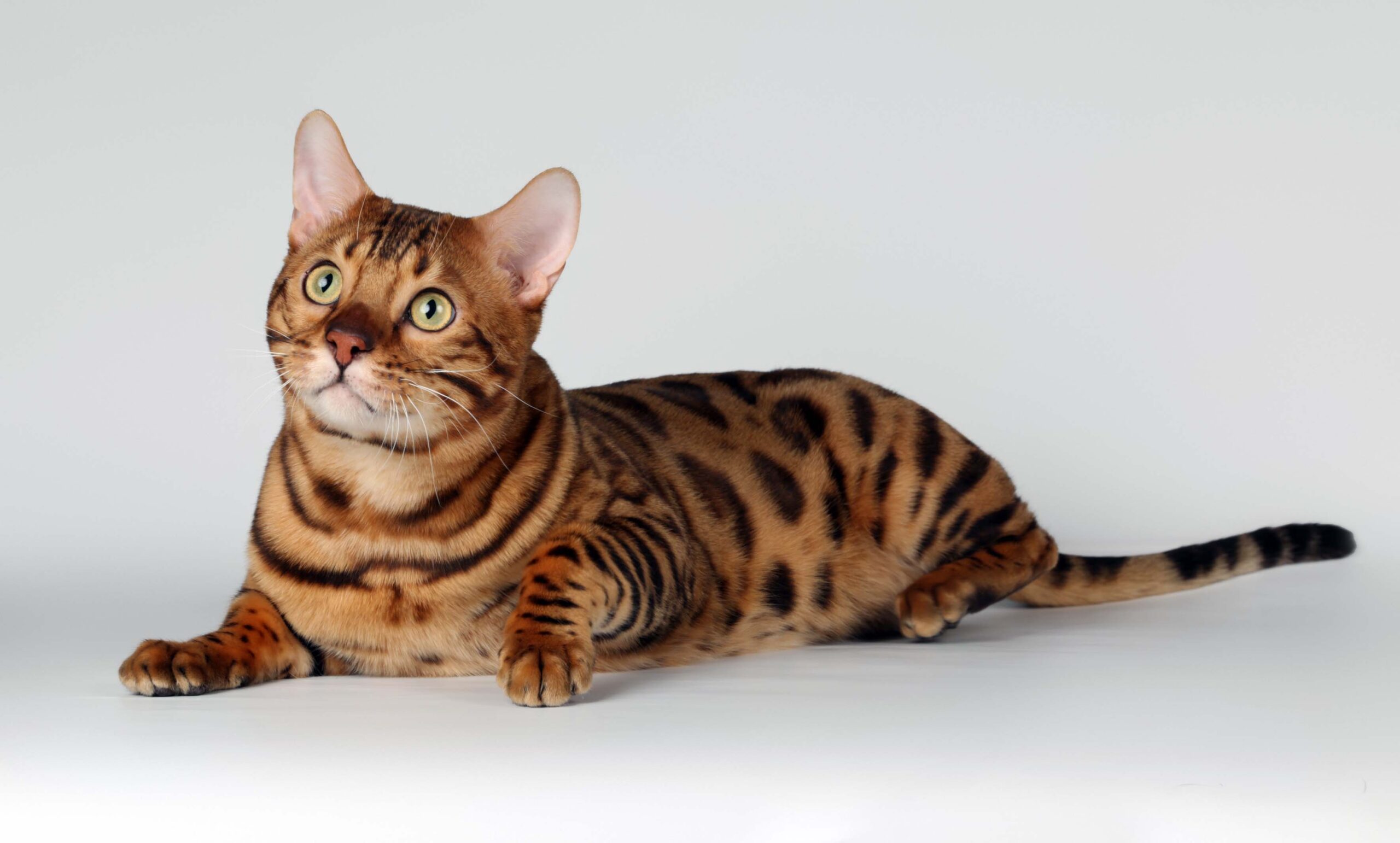 Exotic Spotted and Marbles Bengal Cats 2K Photos
