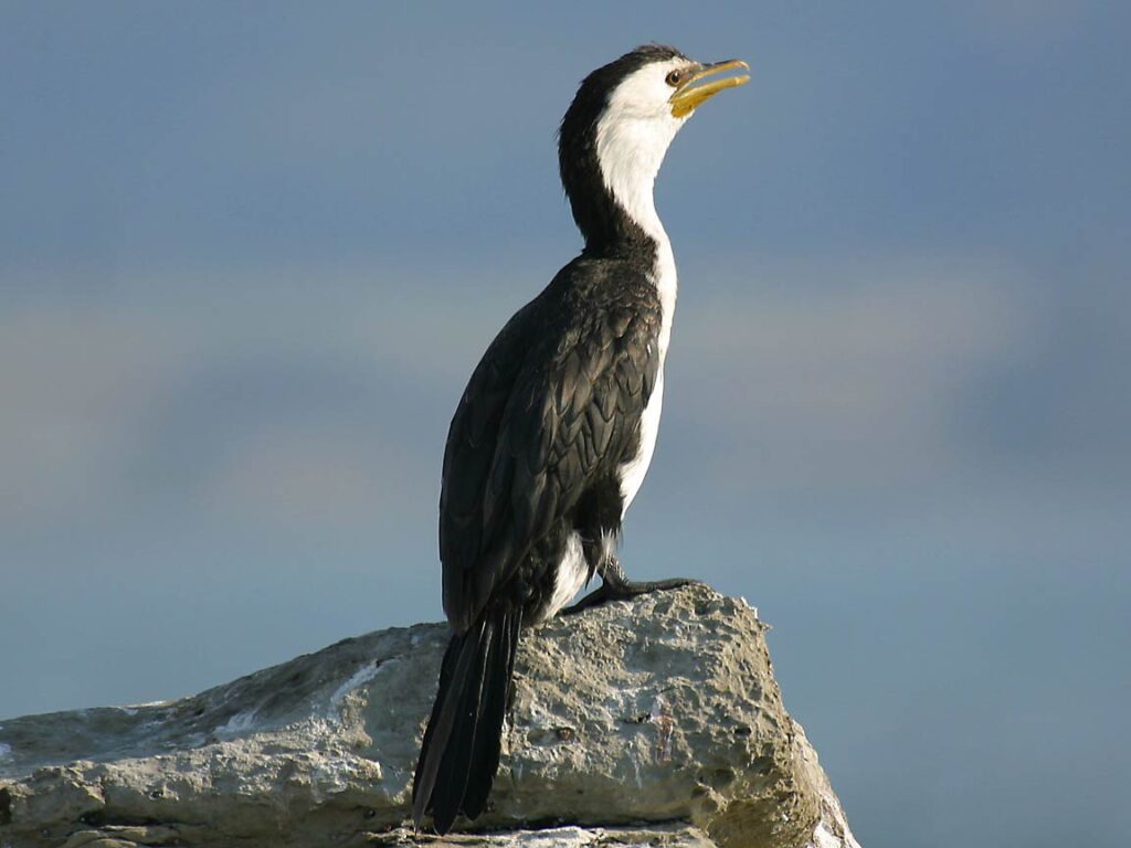 Cormorant Wallpapers and backgrounds