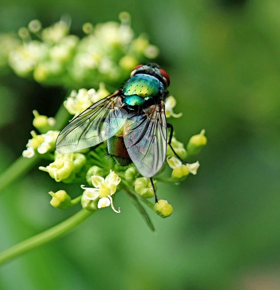 HD wallpaper fly, insect, pest, garden, nature, flower