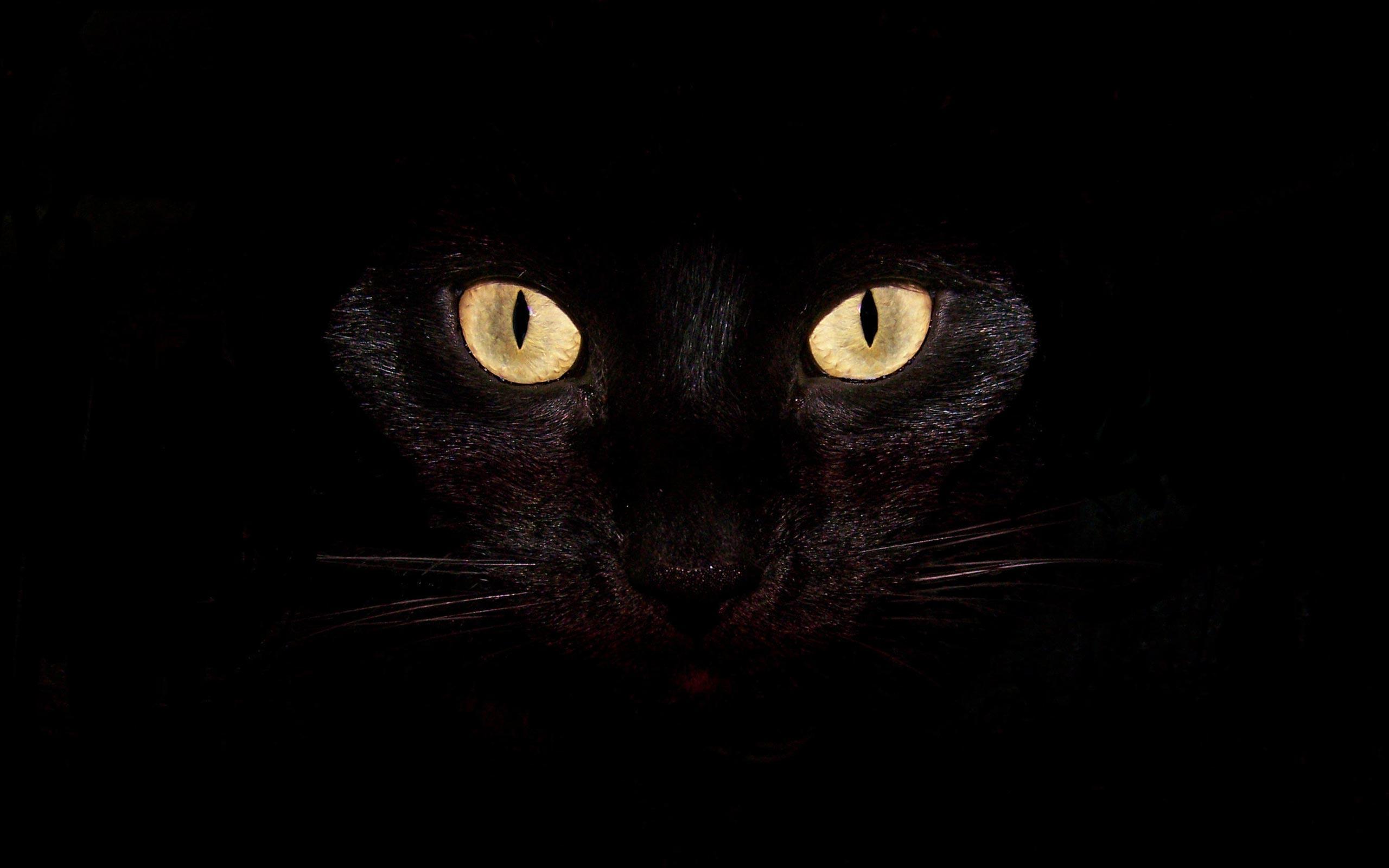 Adorable Black Cat Wallpapers, Black Cat Wallpapers