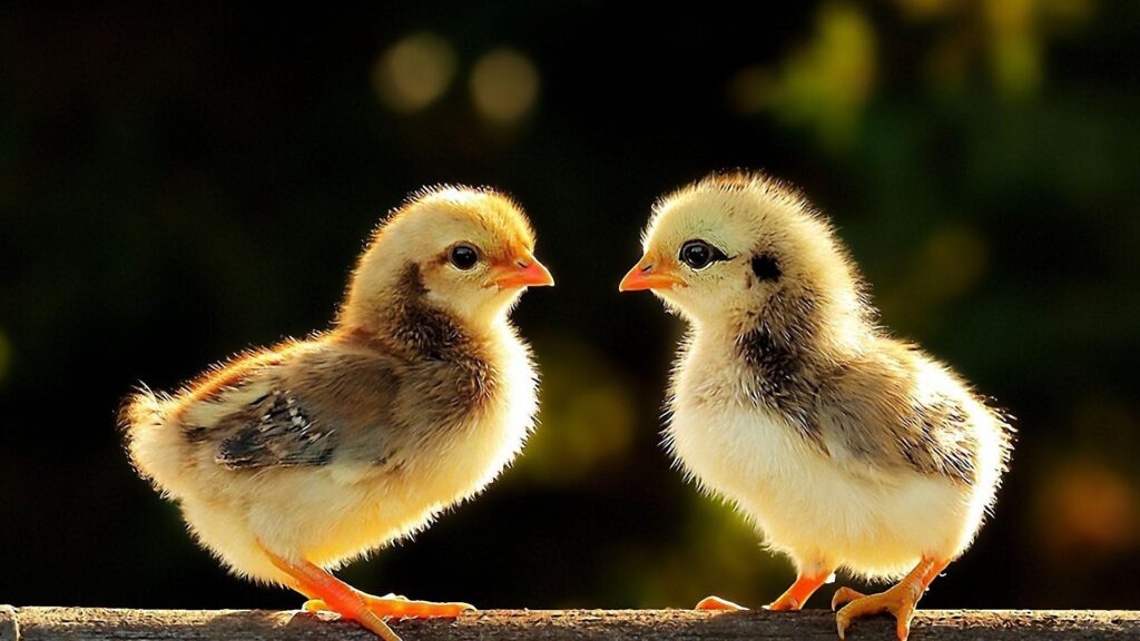 Baby Chicks Wallpapers