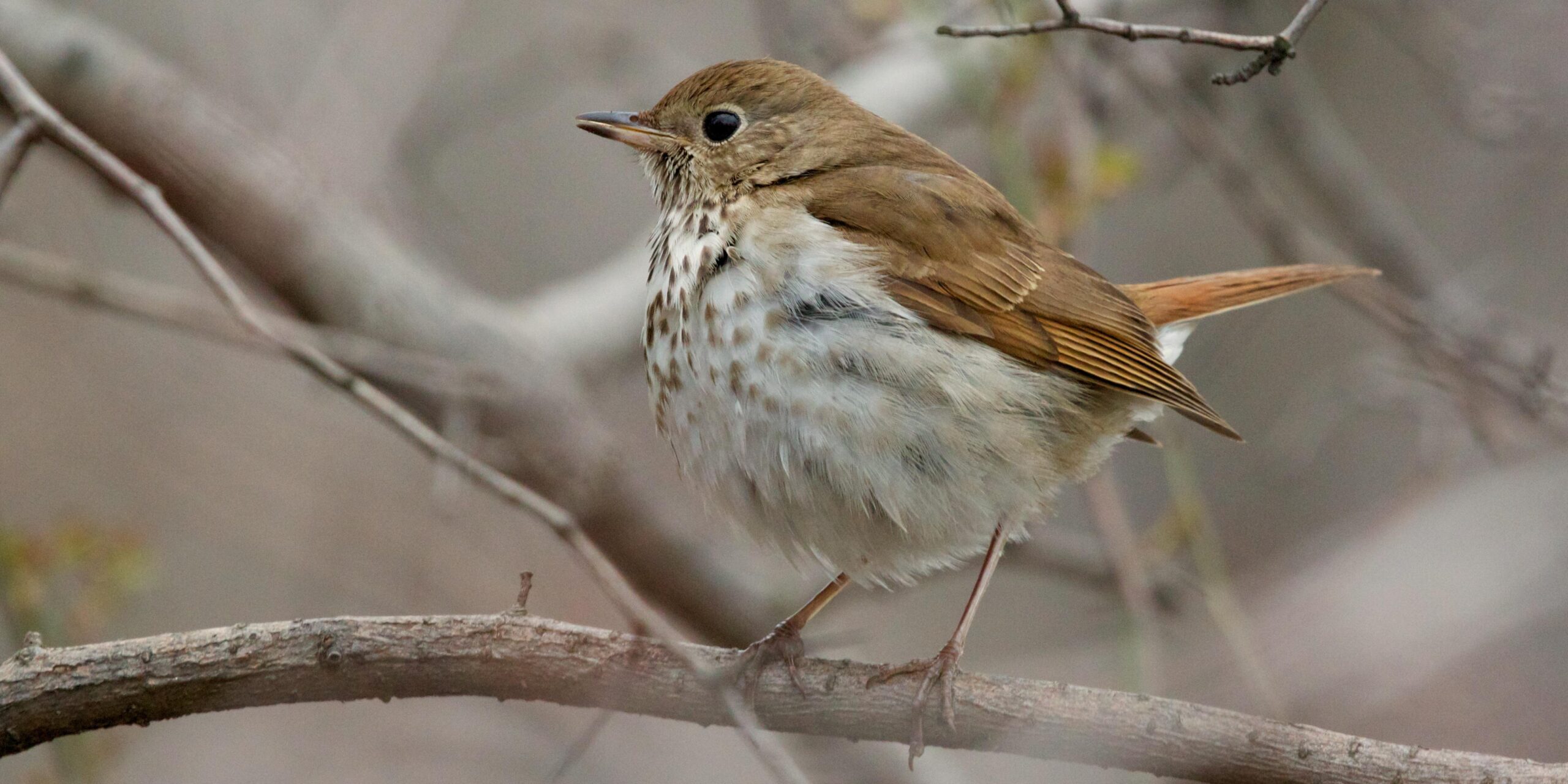 Hermit Thrush photos and wallpapers Collection of the