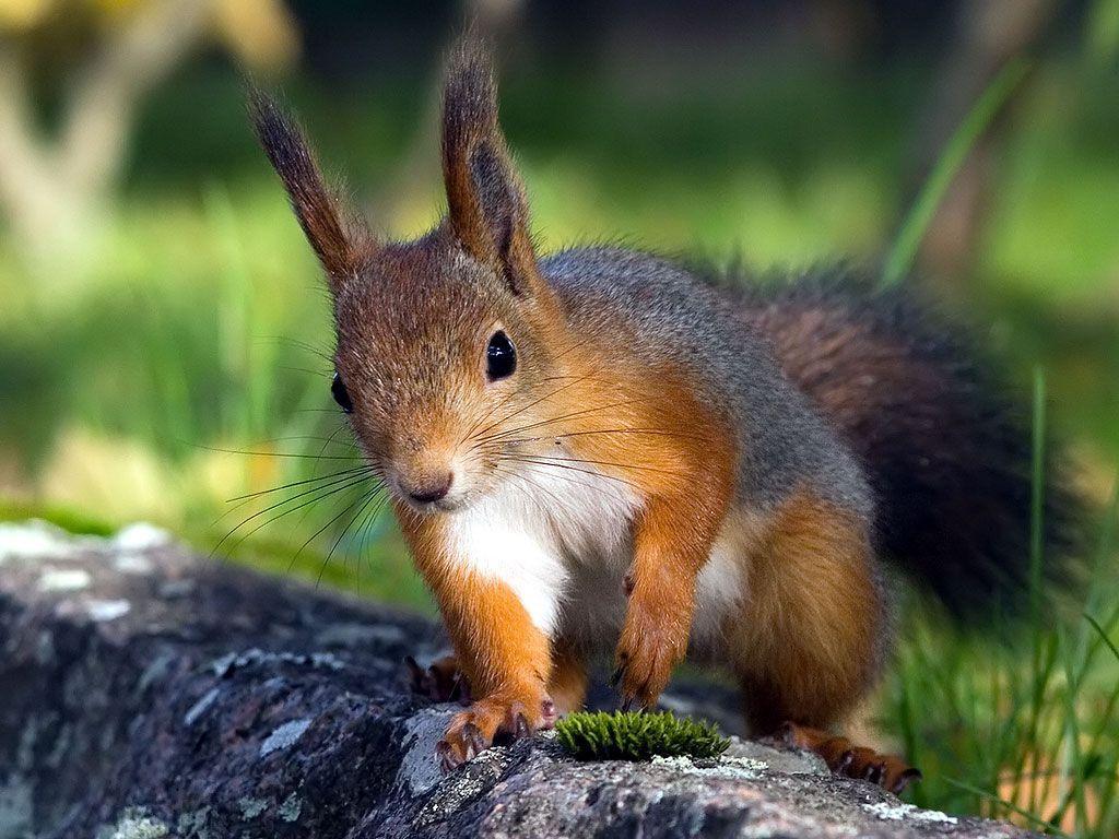 Squirrel Wallpapers Photos Wallpapers