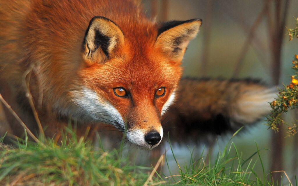 Red Fox Wallpapers