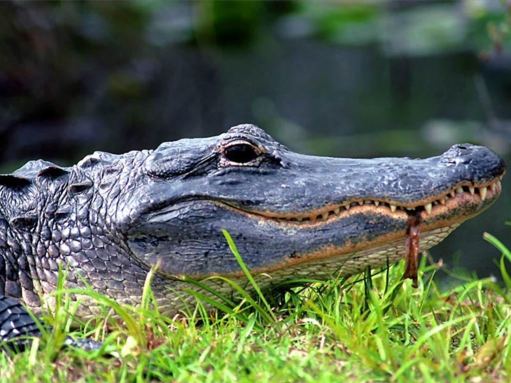 Crocodile And Alligator