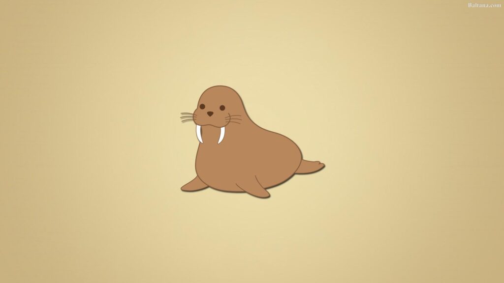 Walrus Wallpapers 2K Backgrounds Free Download
