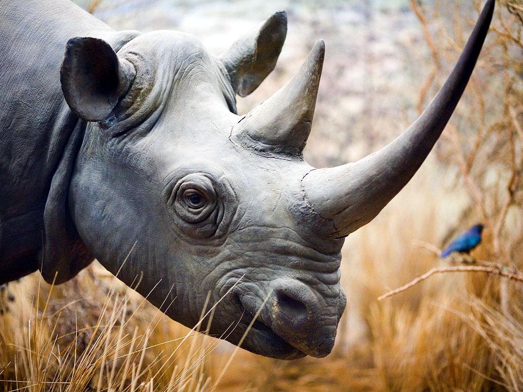 Rhinoceros 2K Wallpapers