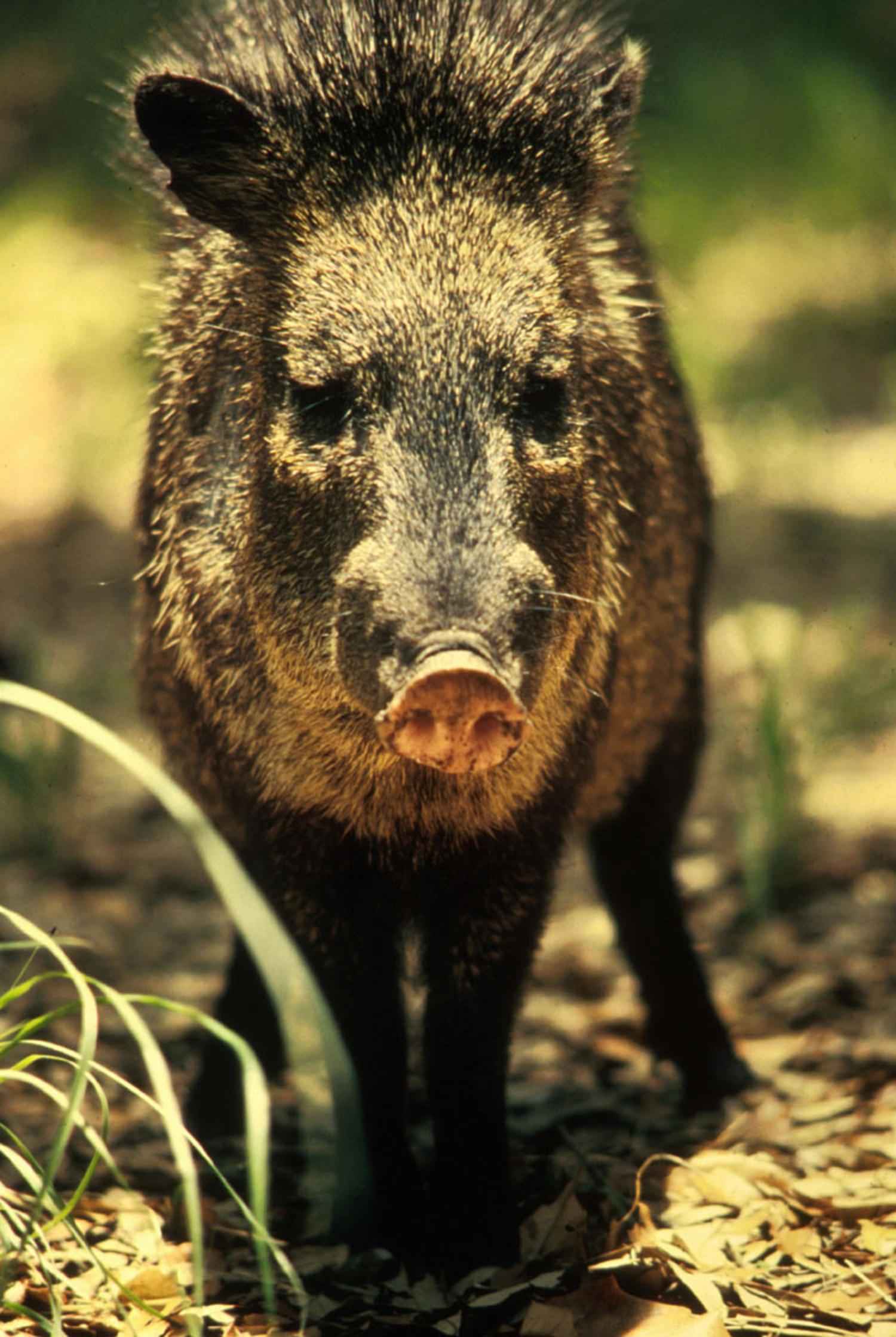 Free picture peccary, javelina, wild, boar, skunk, pig