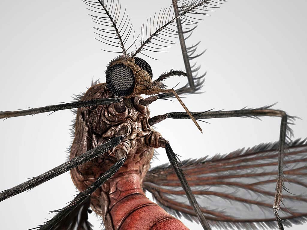 Free Mosquito Wallpapers download