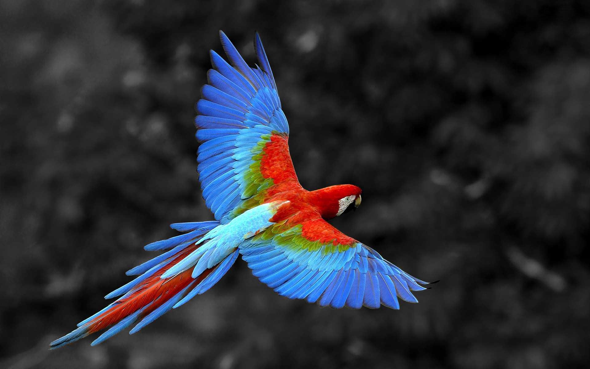 Scarlet Macaw Bird, 2K Birds, k Wallpapers, Wallpaper, Backgrounds