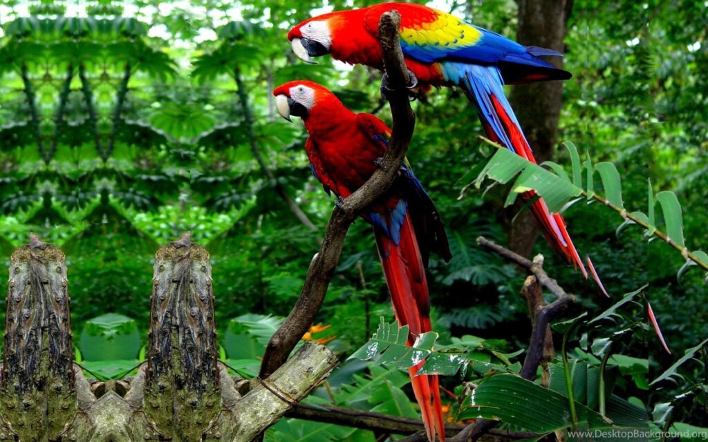 Macaw Parrot Bird Tropical
