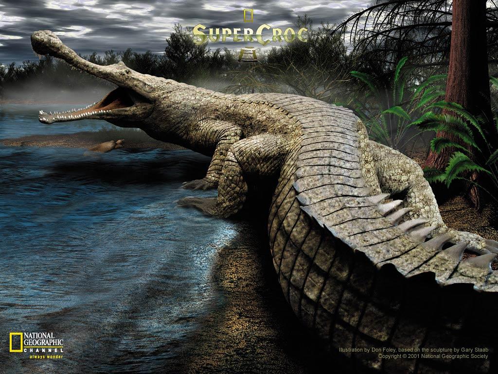 Crocodile Wallpapers and backgrounds