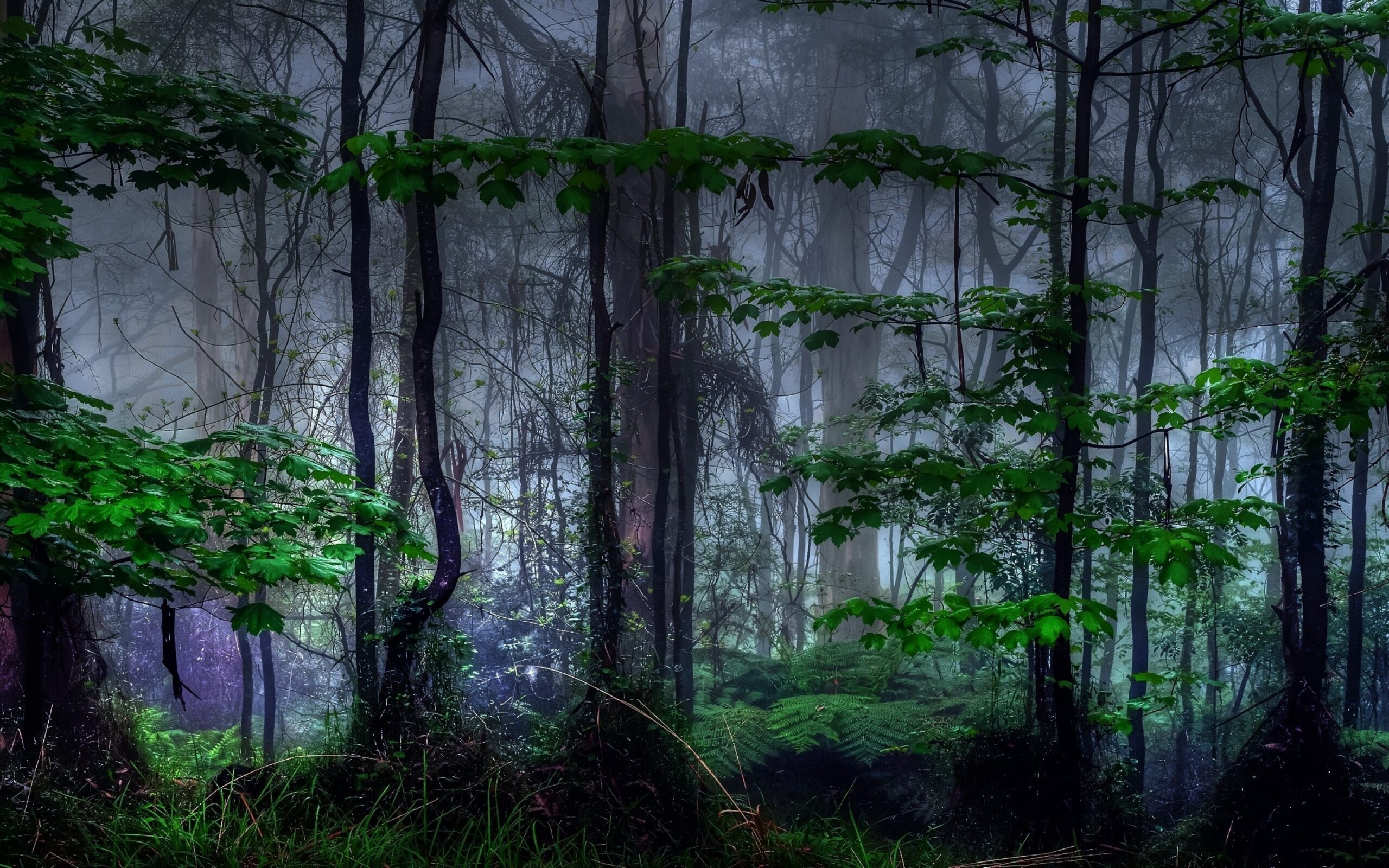 Download Forest, Dark, Trees, Foliage, Mist Wallpapers for