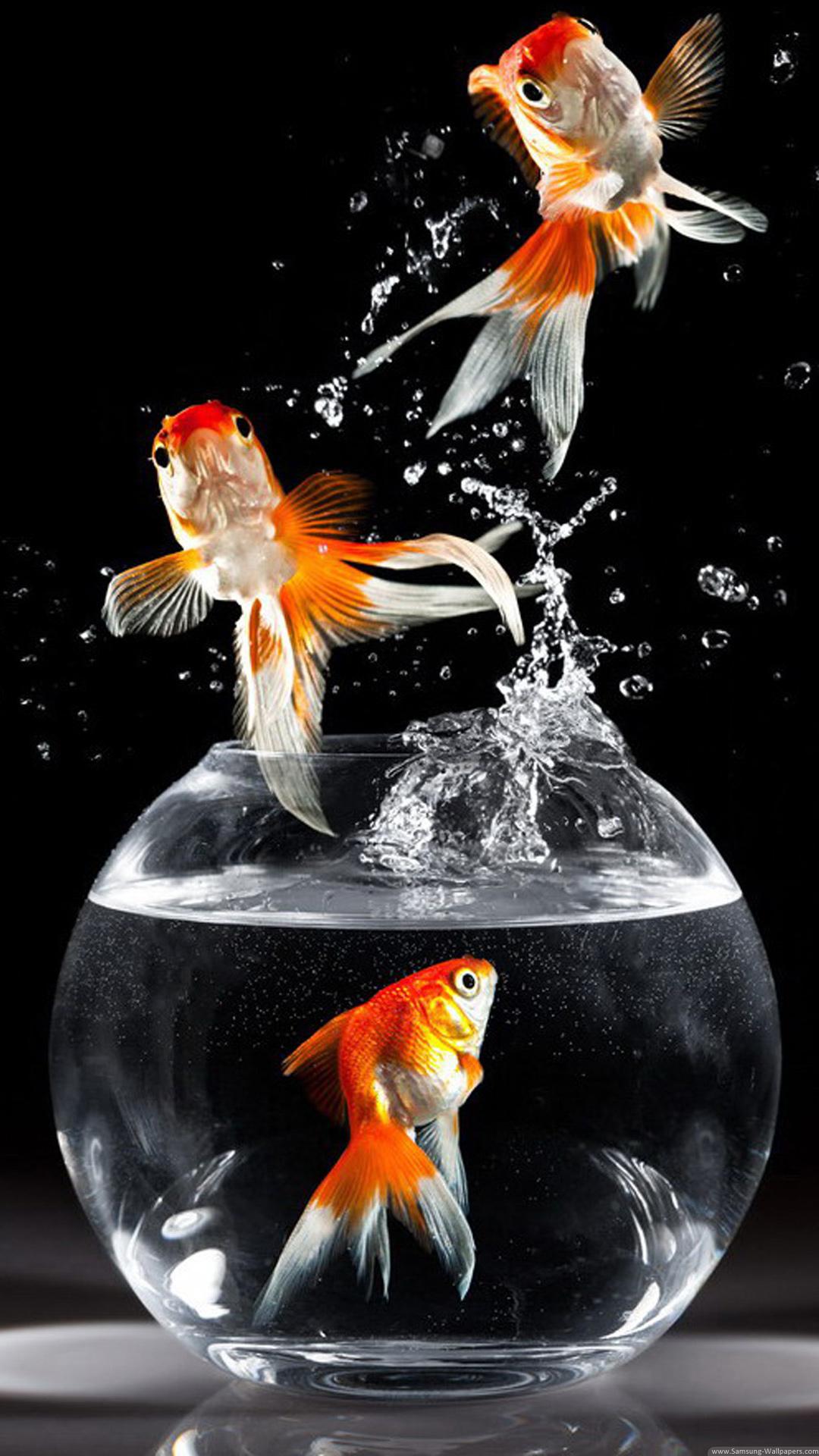 Best & Inspirational High Quality Goldfish Backgrounds