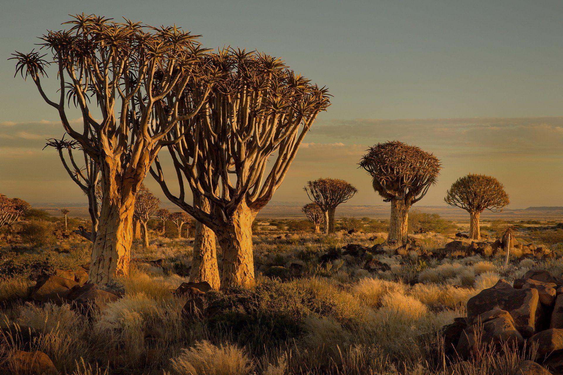 Namibia africa sunset tree stones grass 2K wallpapers