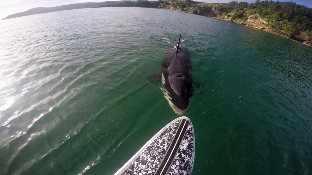 GoPro Awards Orca vs Paddle Board