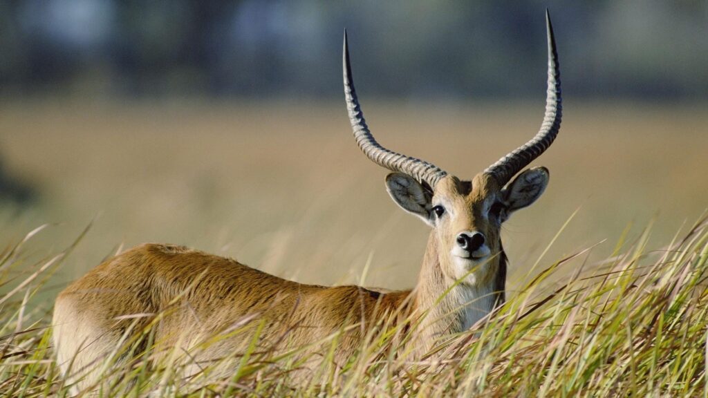 Best Antelope Wallpapers on HipWallpapers