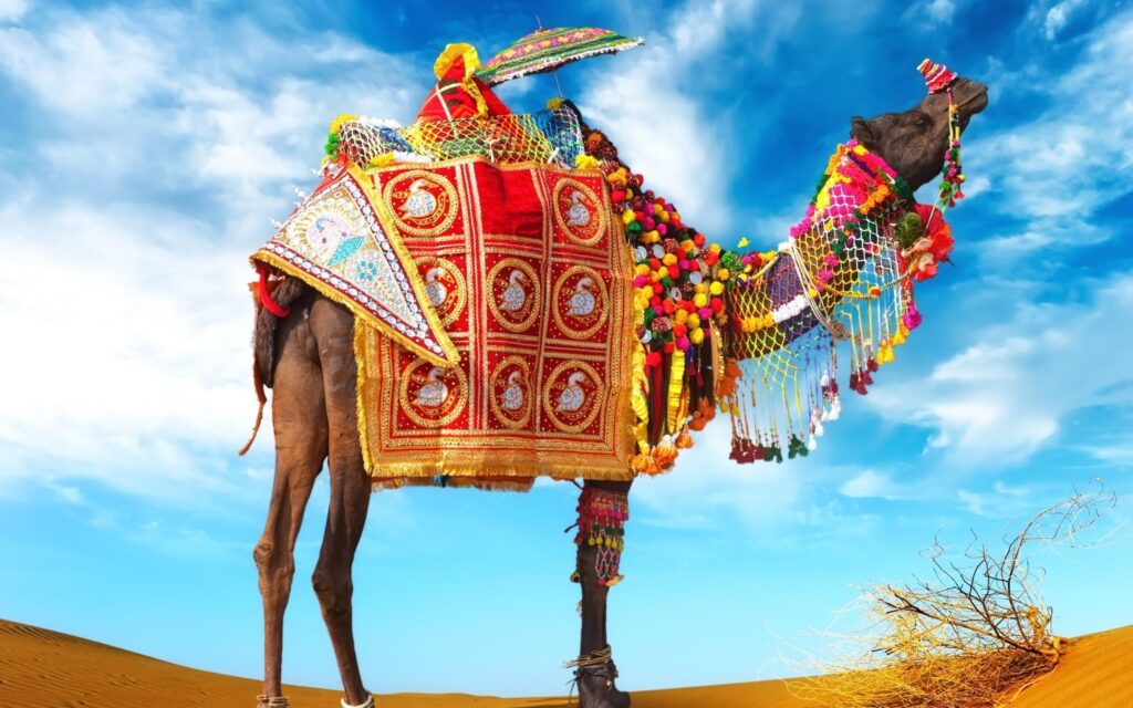 Decorative Camel in Desert 2K Photo