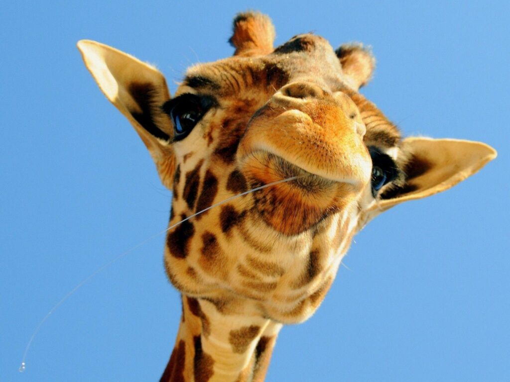 Pix For – Giraffe Cute Wallpapers