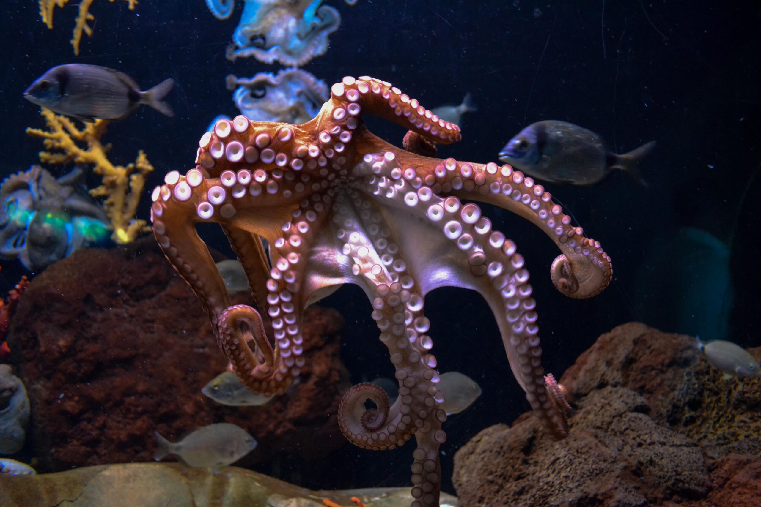 Octopus Pictures HD