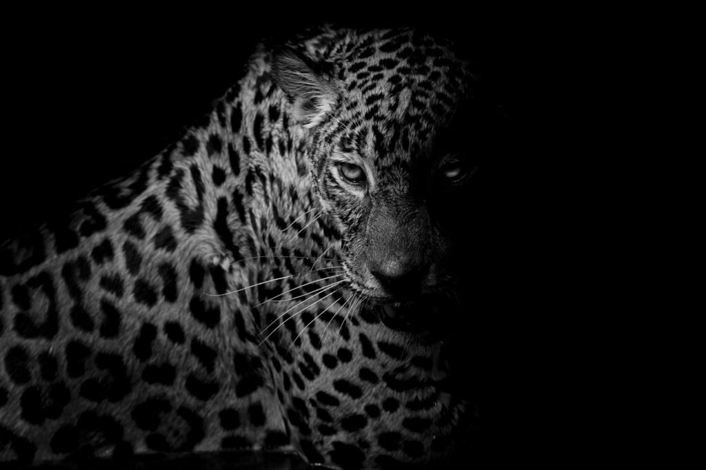 Black Leopard Wallpapers