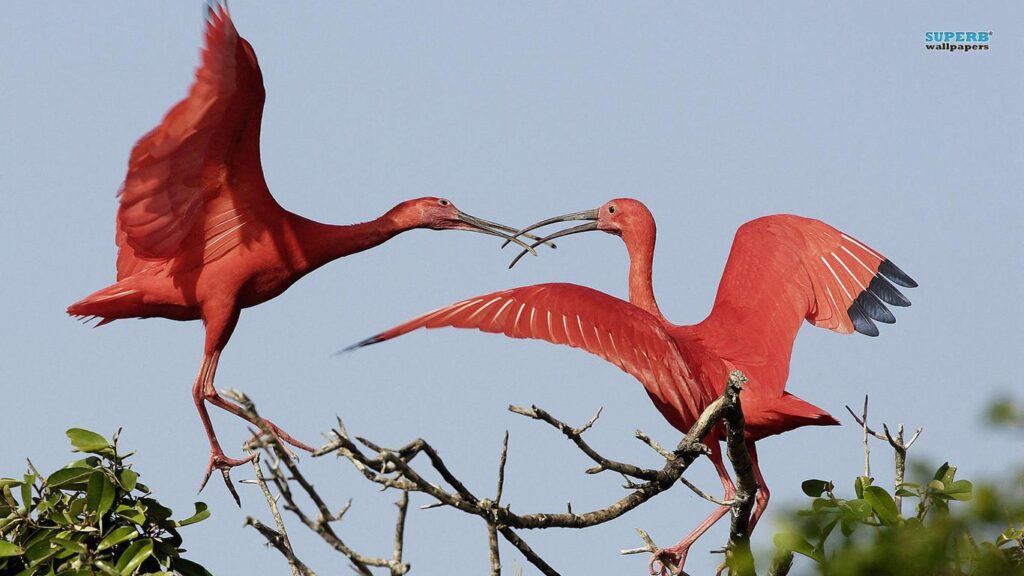 Scarlet Ibis Wallpapers and Backgrounds Wallpaper
