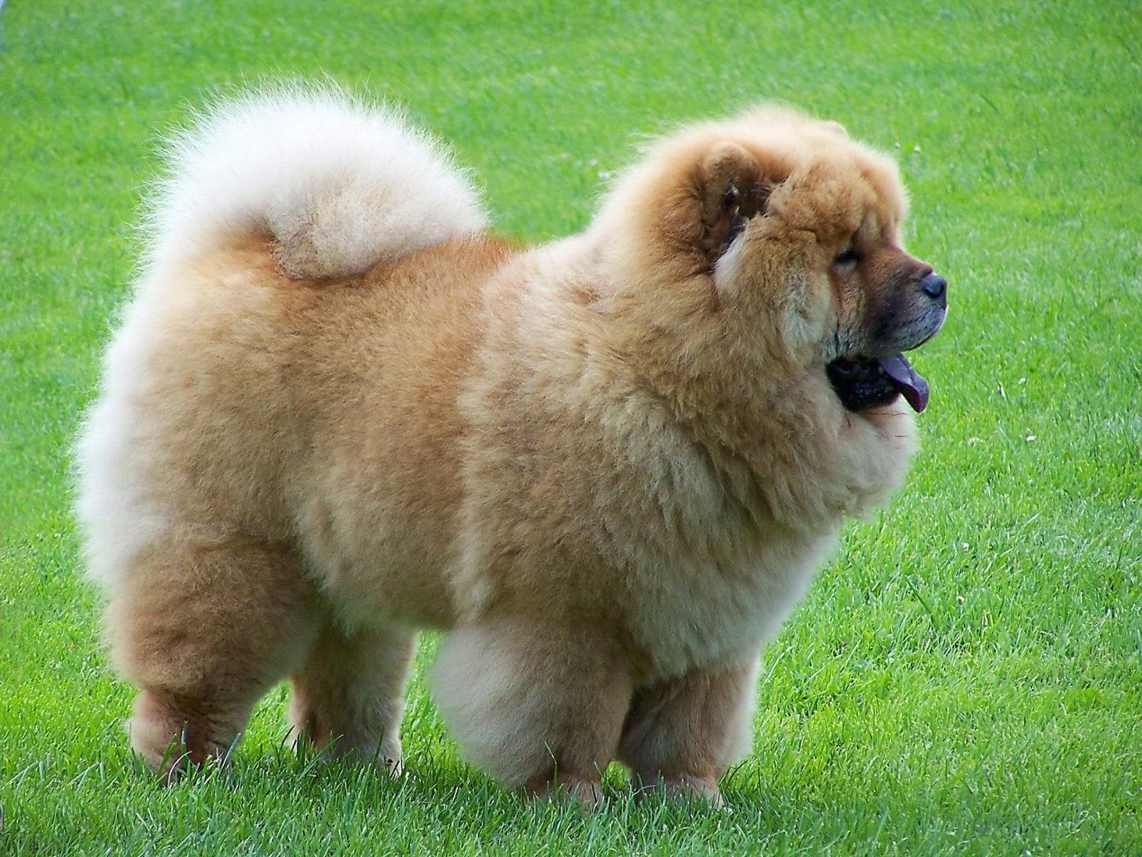 Cute Chow Chow 2K Wall Wallpapers
