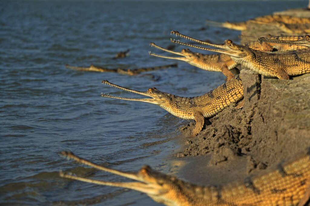 Gharial Free 2K Wallpapers Wallpaper Backgrounds