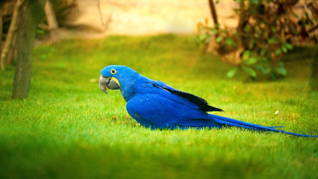 Macaw Bird Blue Parrot Birds