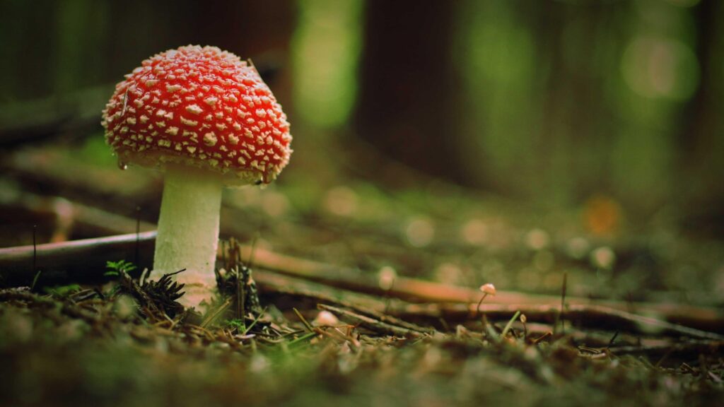 Wallpapers Download Beautiful poison mushroom in the woods